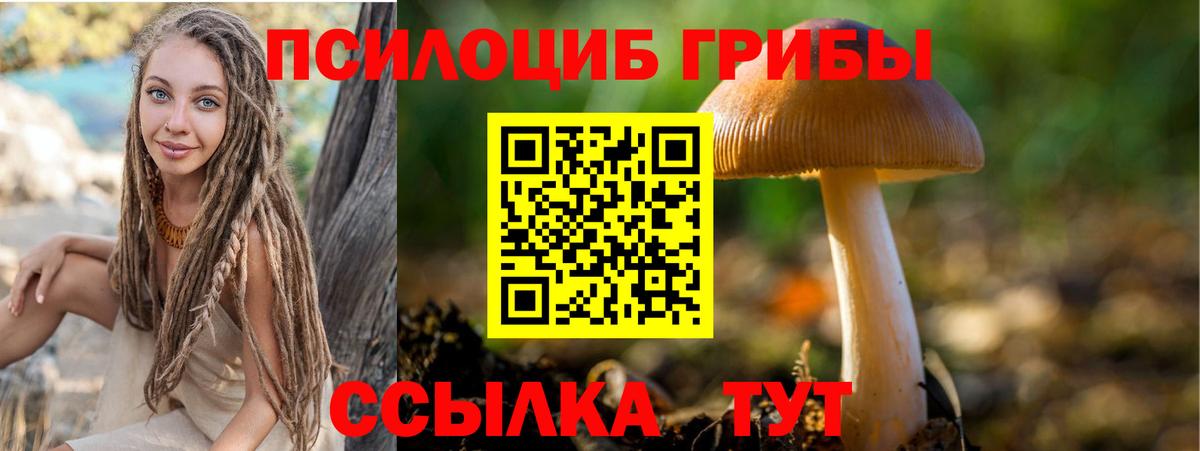 Псилоцибиновые грибы Cubensis Вологда